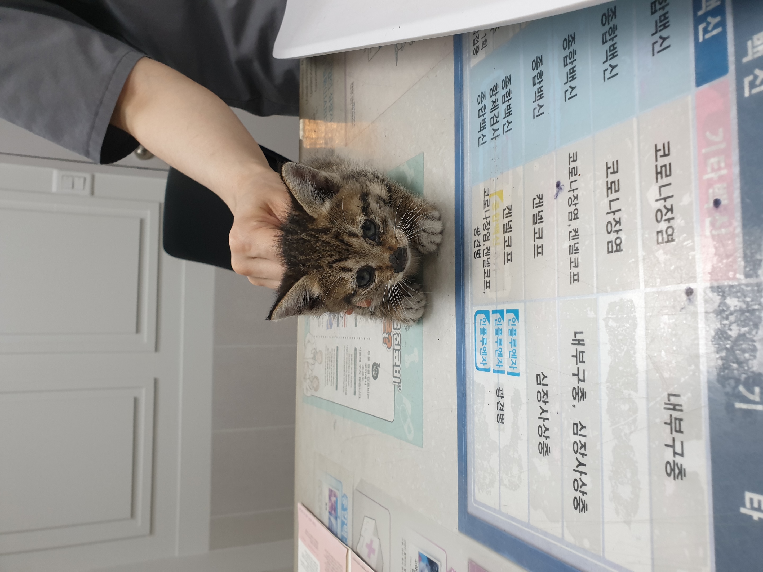 [고양이] 한국 고양이 대구-서구-2025-00250 유기동물 배경 이미지 입니다.
